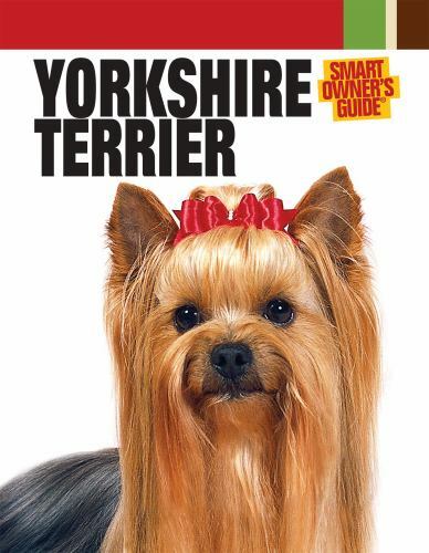 Yorkshire terrier smart - yorkshire,